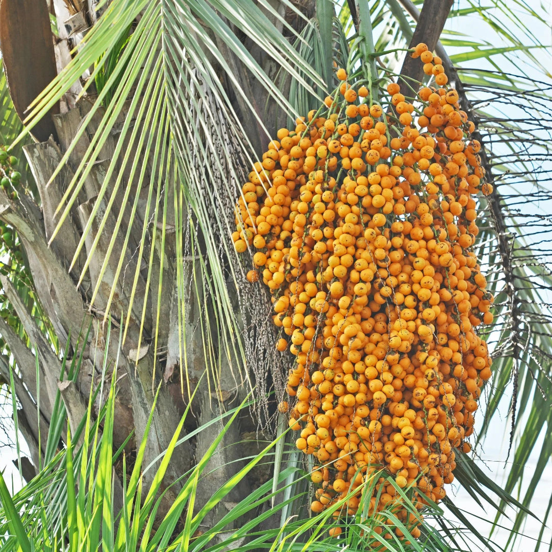 Pindo Palm (Jelly Palm)