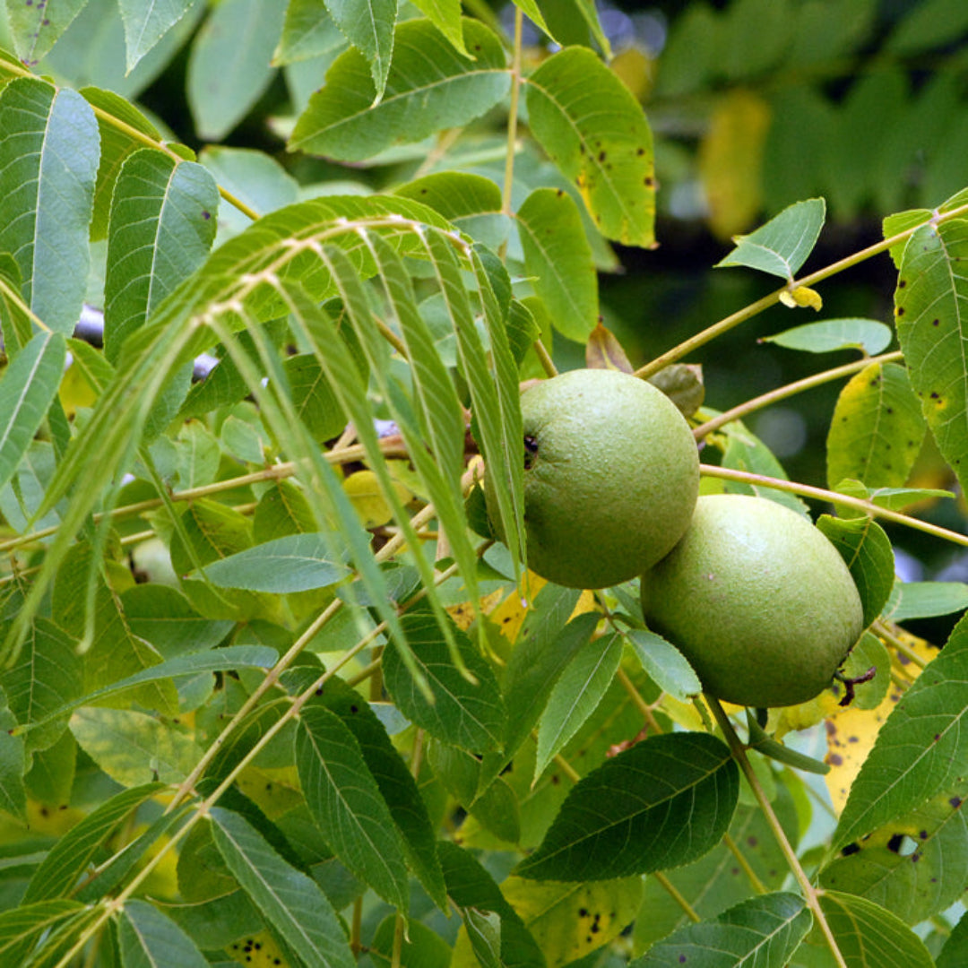 Beautiful Black Walnut with a Round