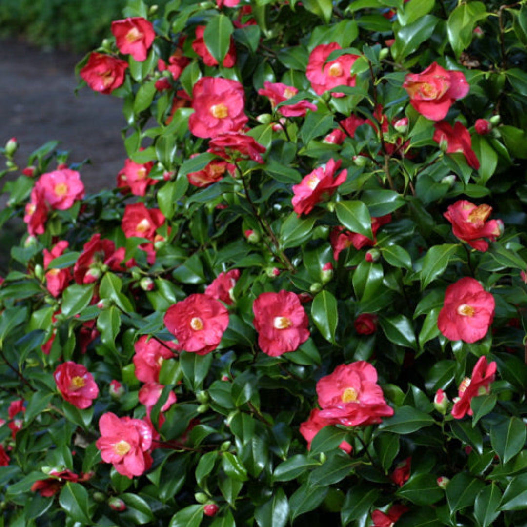 Camellia Lady Clare (Empress)-Large Semi-Double, Deep Pink Blooms