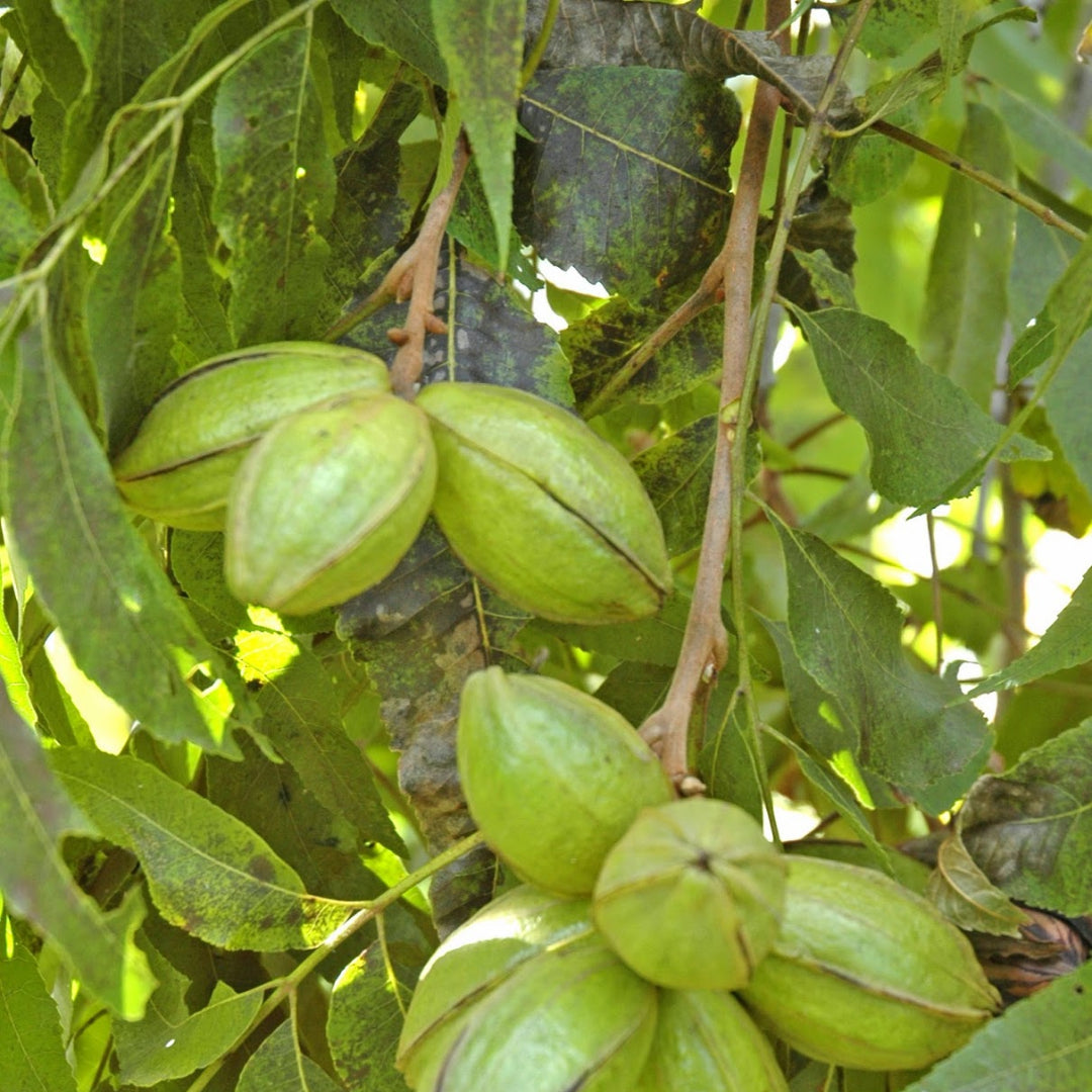 Lakota Pecan Tree