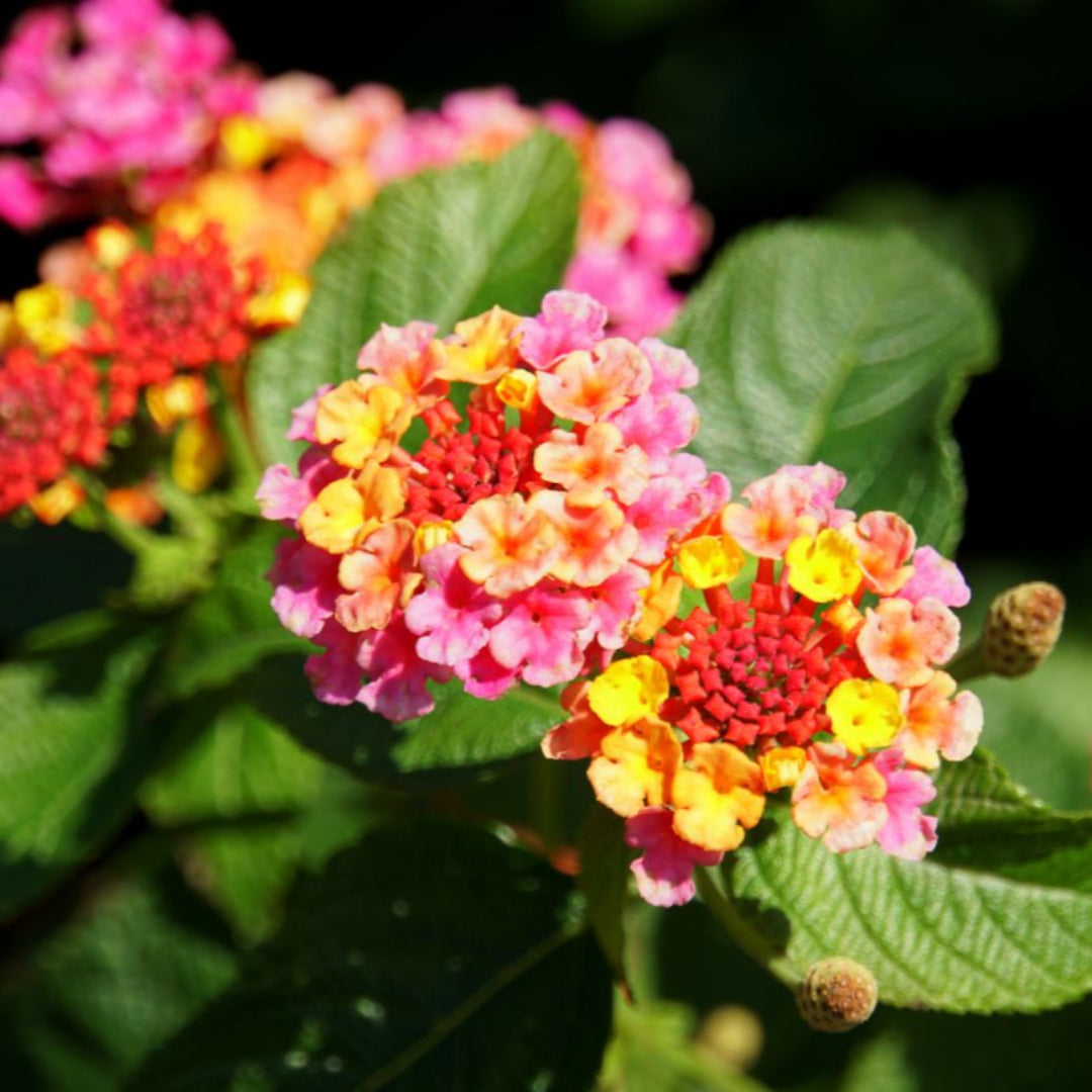 Mozelle Lantana