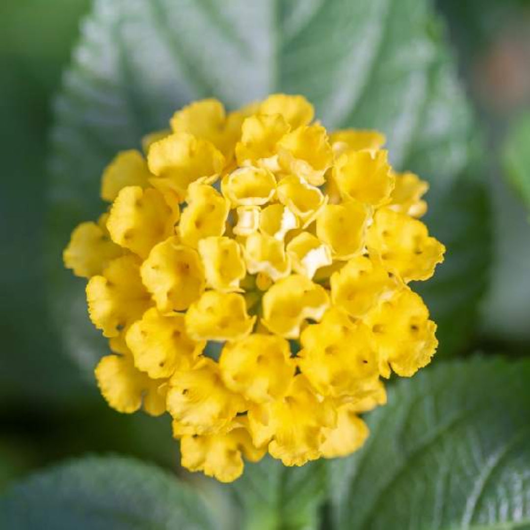 Lantana Chapel Hill Yellow