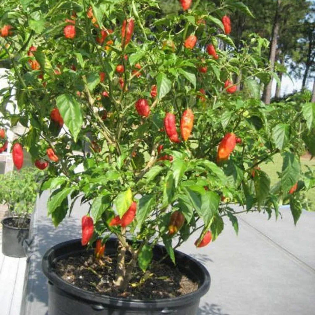 Ghost Pepper Plant , Hottest Chili Pepper