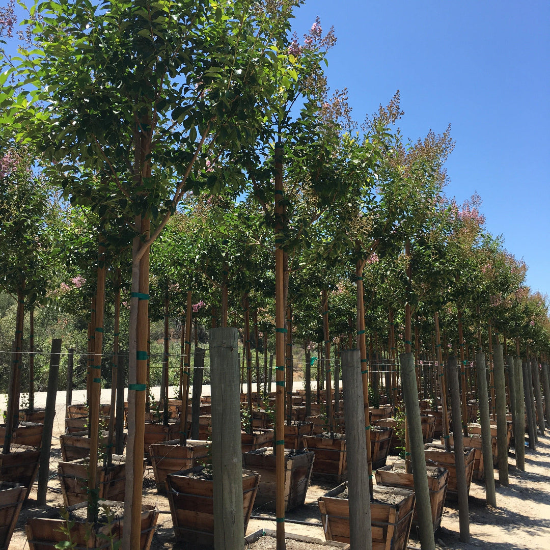 Nursery-grown Muskogee Crape Myrtle tree