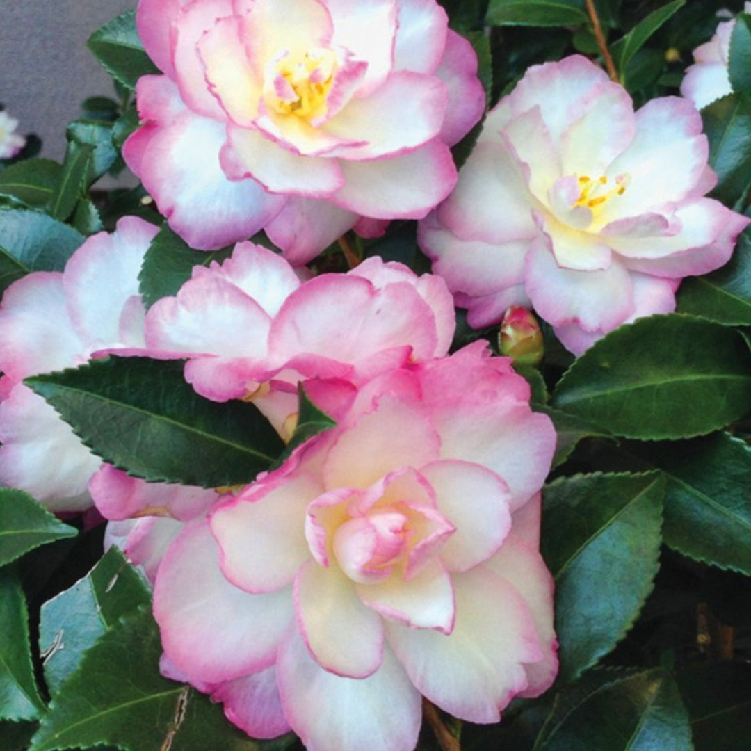 Leslie Ann Camellia Sasanqua