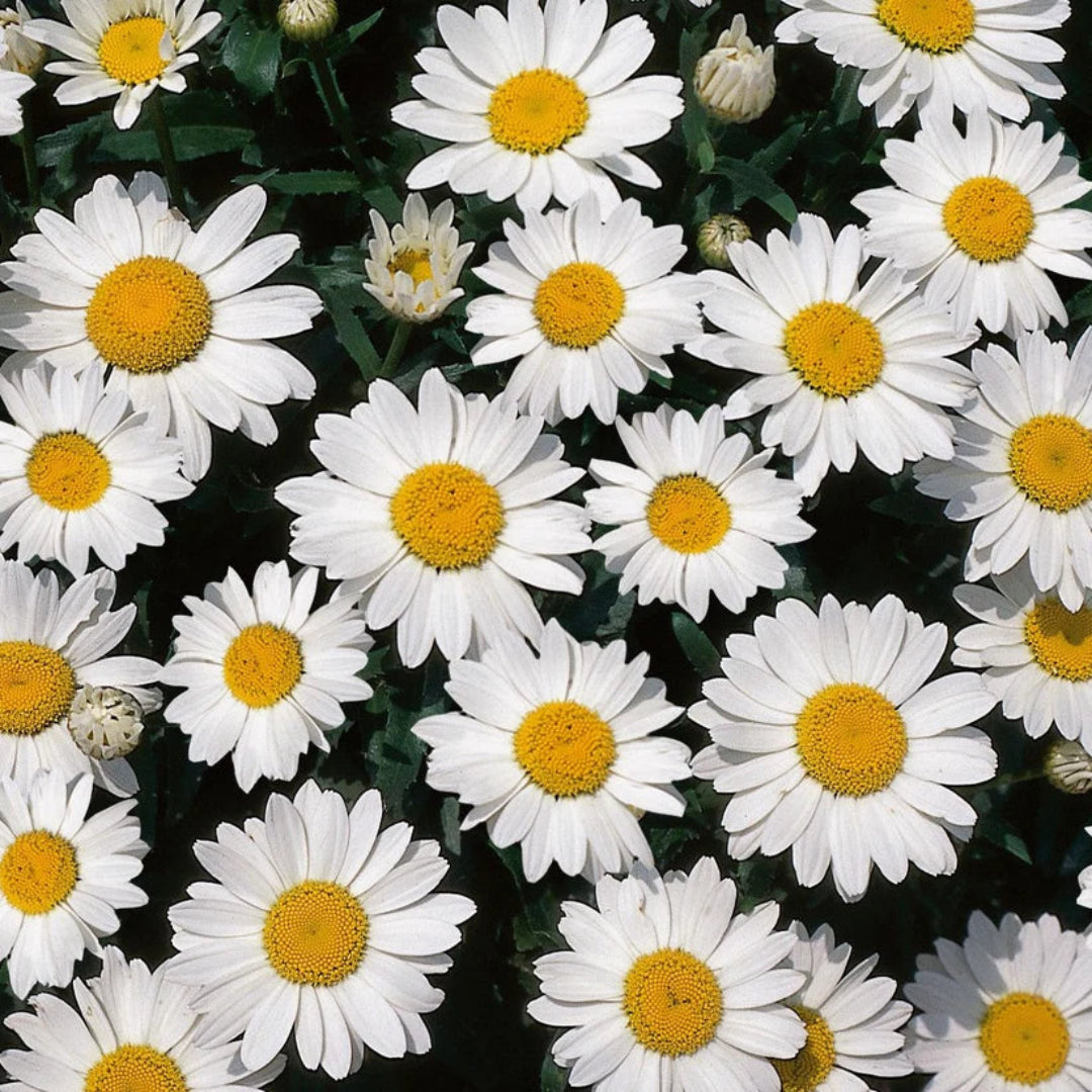 Leucanthemum x superbum &