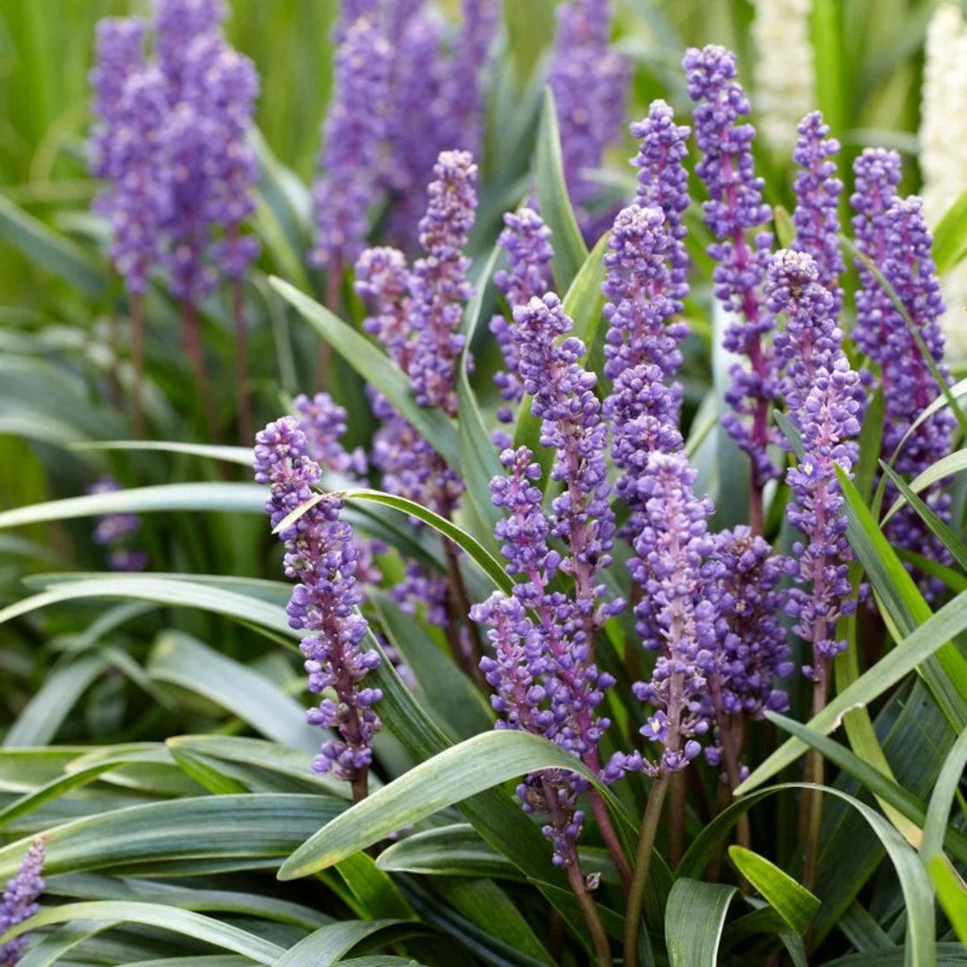Liriope Muscari &