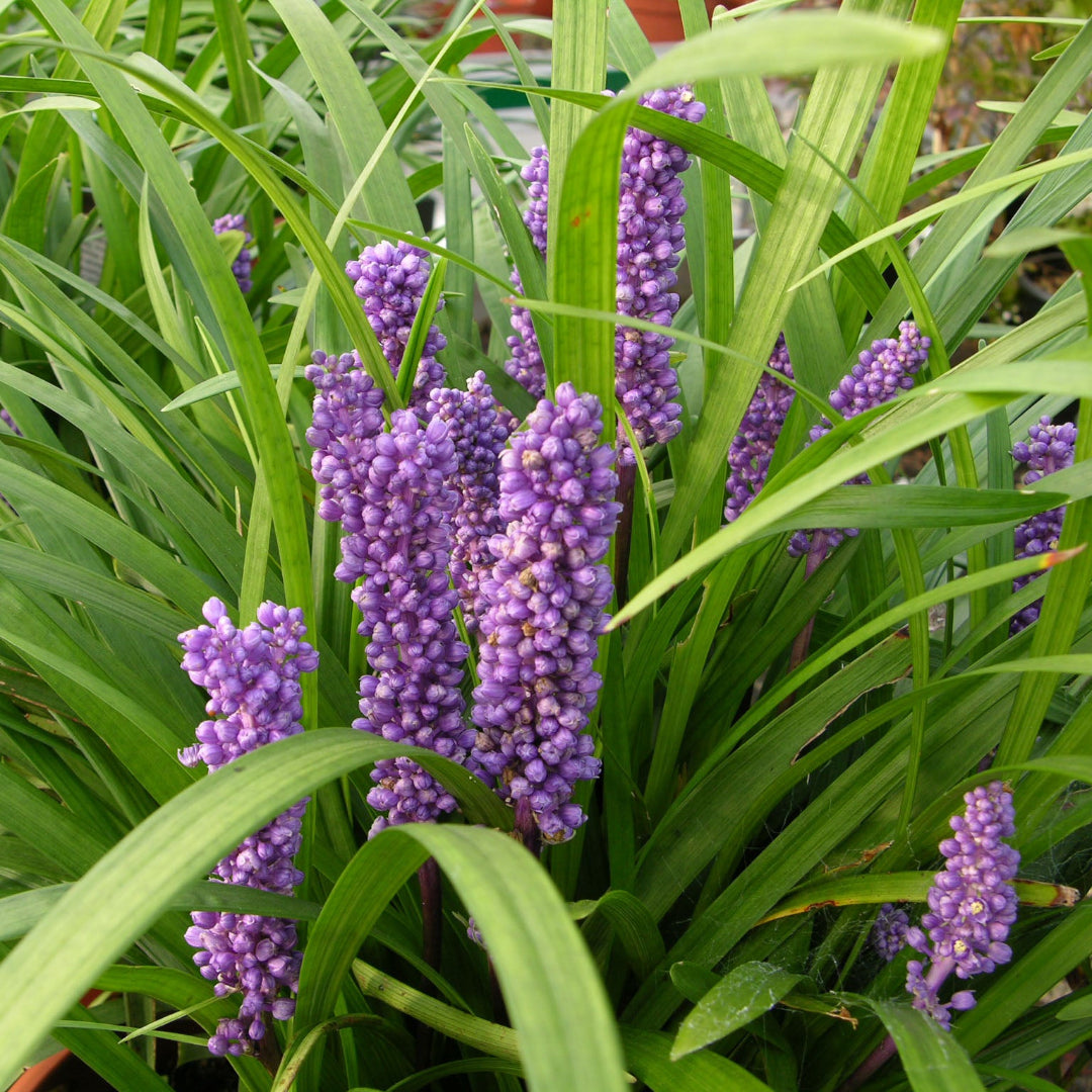 Liriope Muscari &