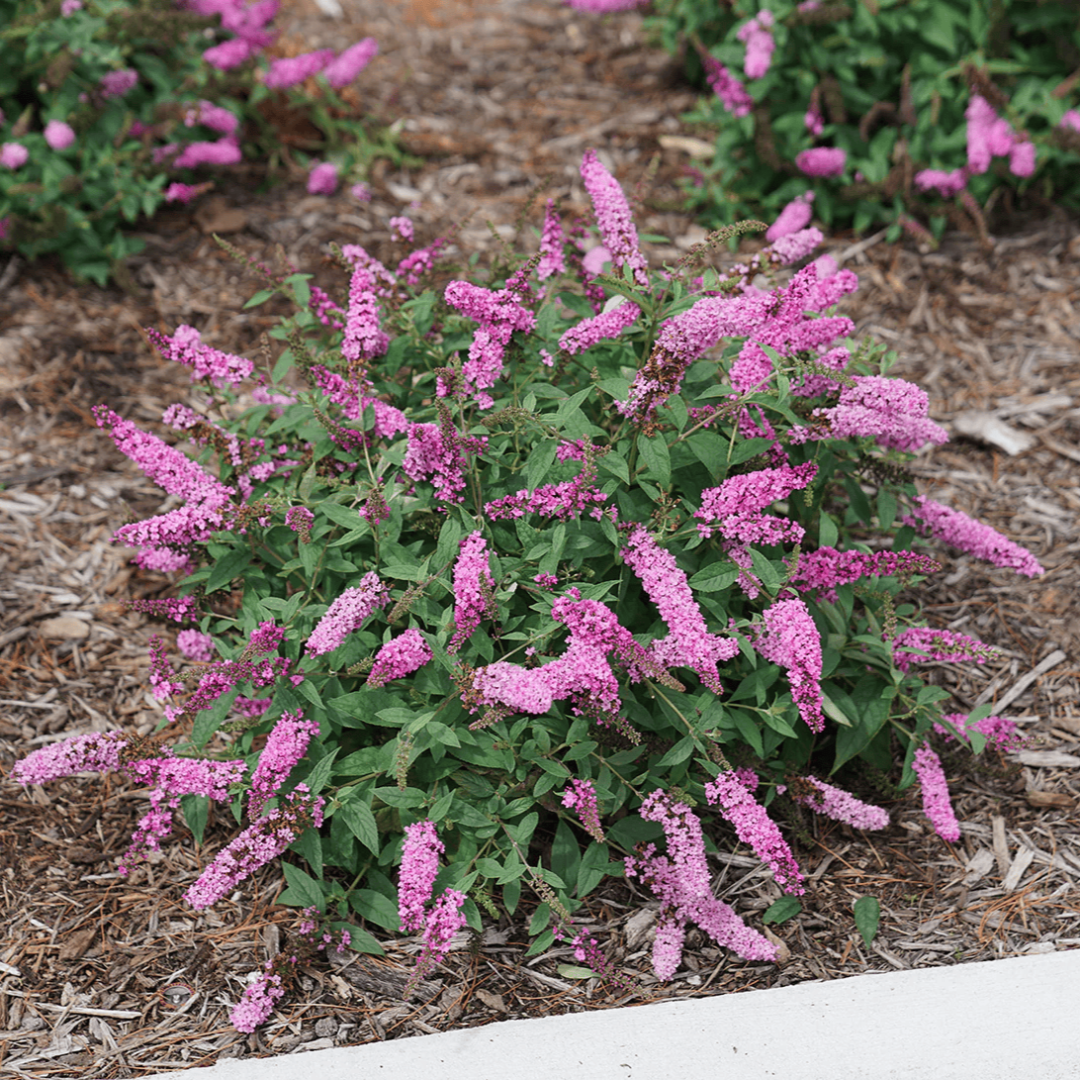 Butterfly Bush Lo & Behold &