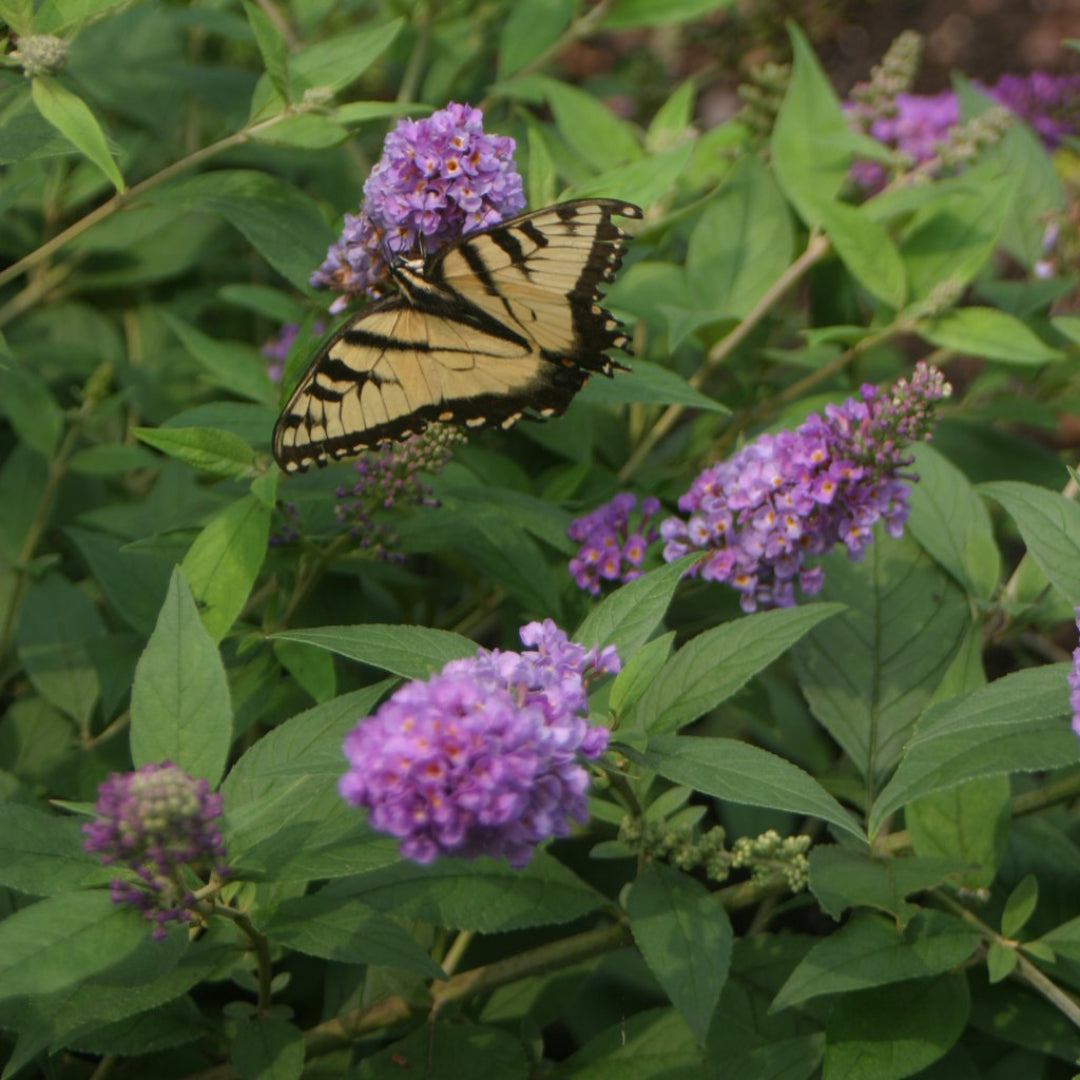 Buddleia Lo & Behold Tm Blue Chip Butterfly Bush
