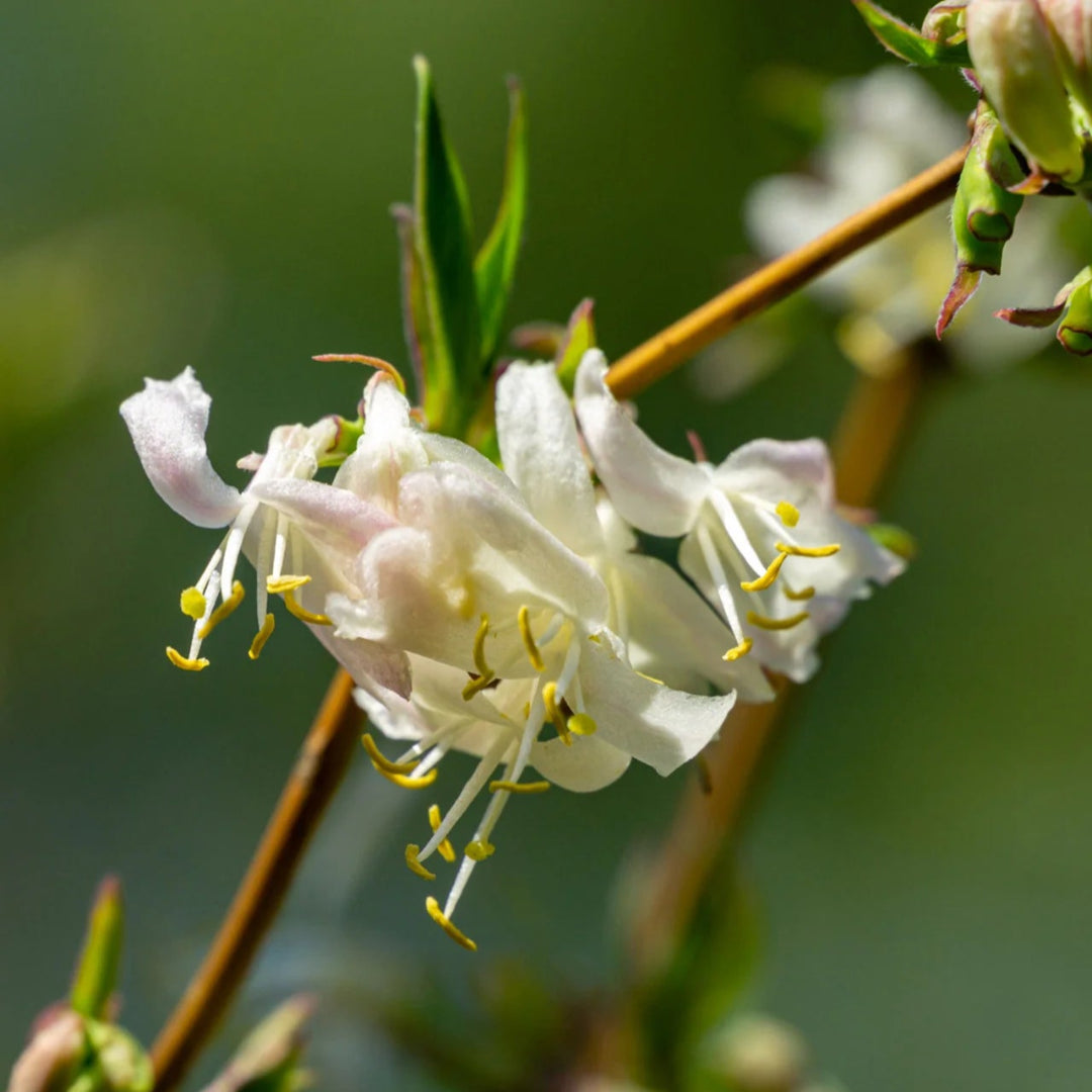 Lonicera fragransissima plant