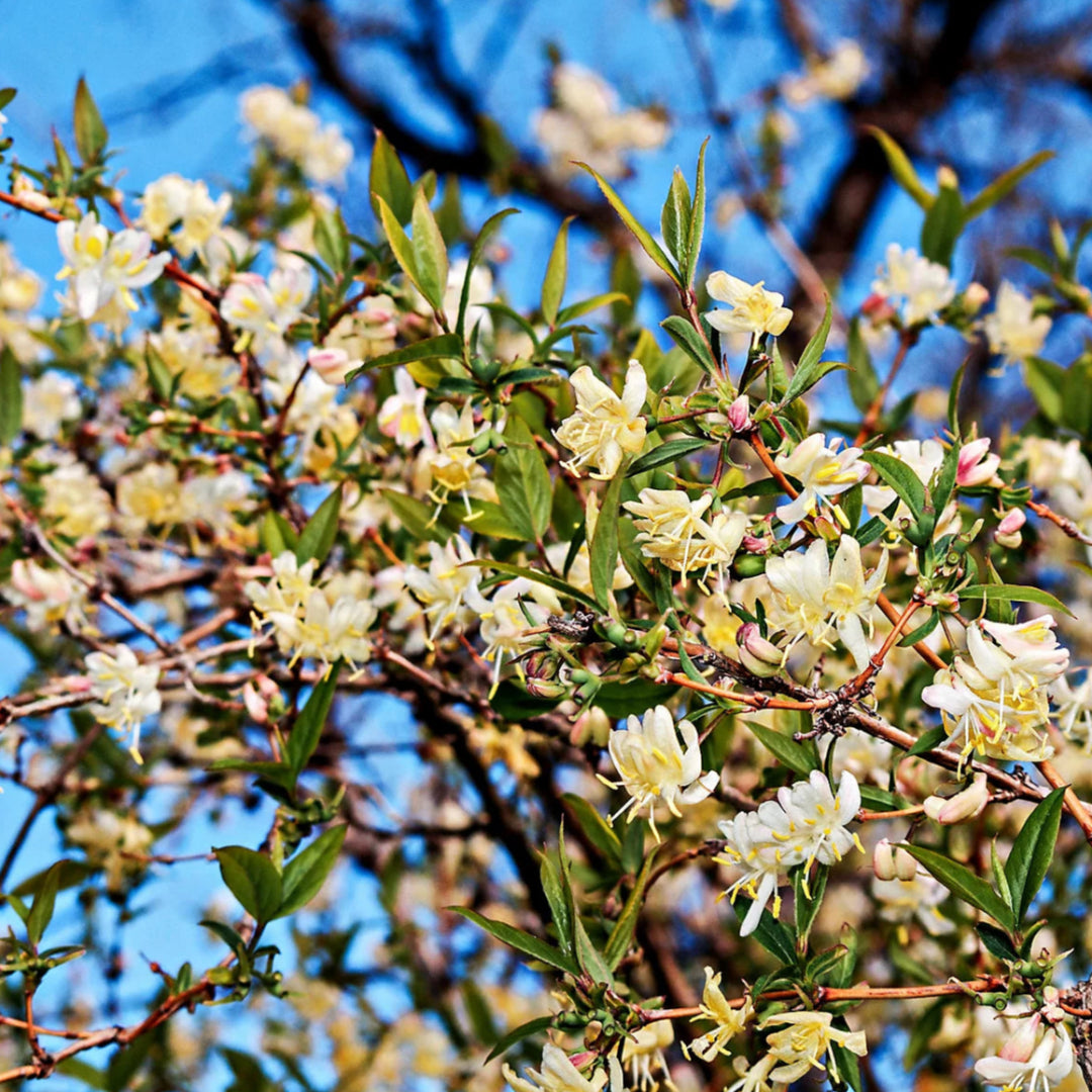 Lonicera fragrantissima in pot
