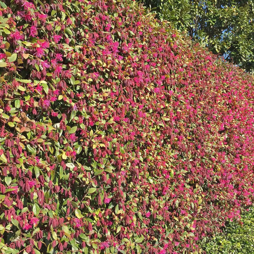 Hedge with pink flowers and green leaves against a blue sky