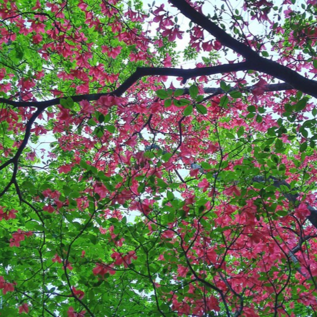 Rubra Pink Flowering Dogwood Tree