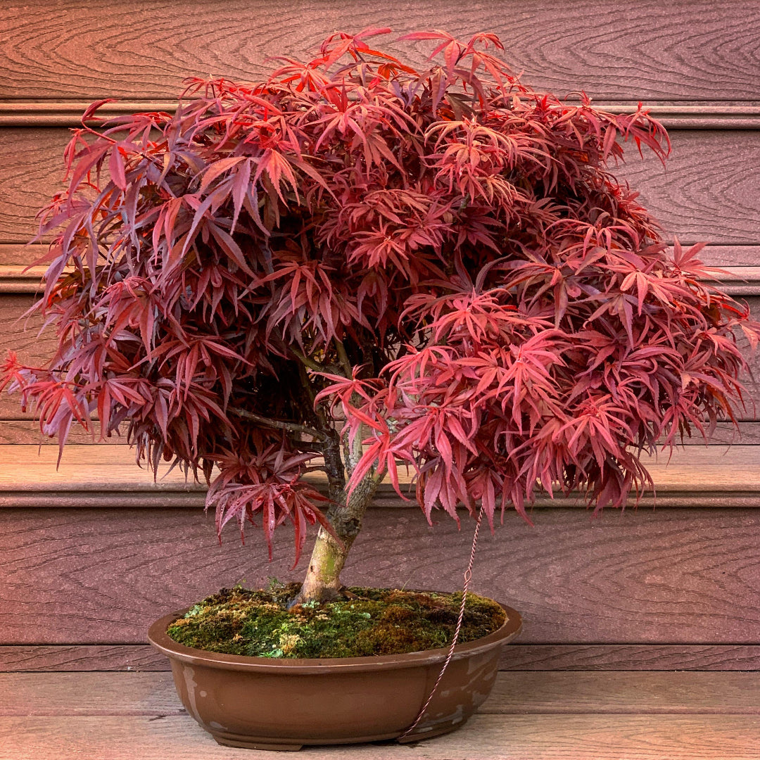 Shaina Japanese Maple
