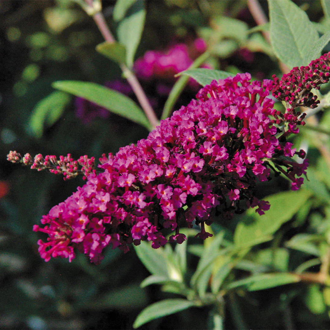 Butterfly Towers Magenta Butterfly Bush