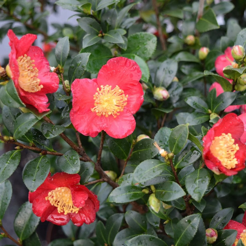 Maggie's Pink Camellia