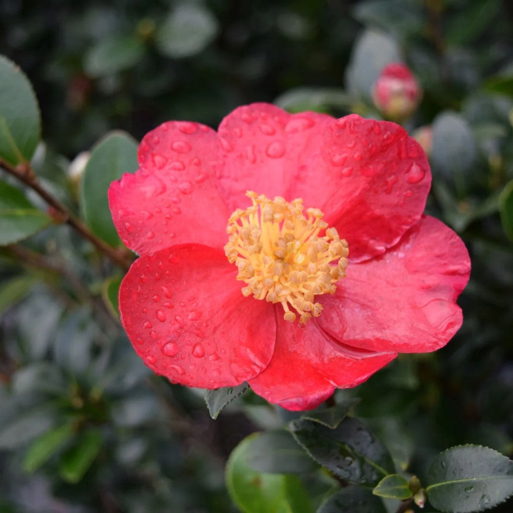 Maggie's Pink Camellia
