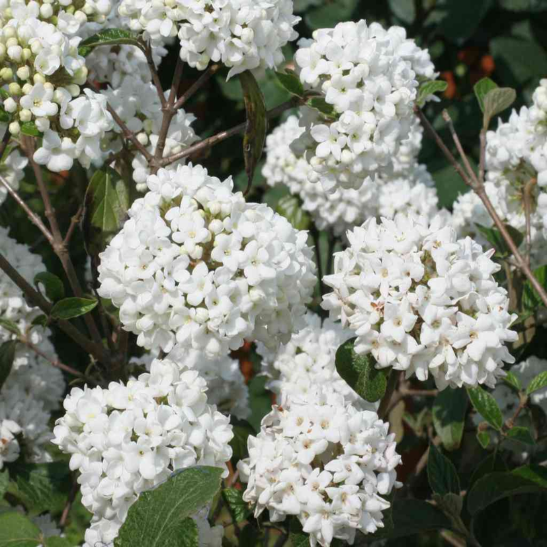 Carlessi Viburnum Shrub