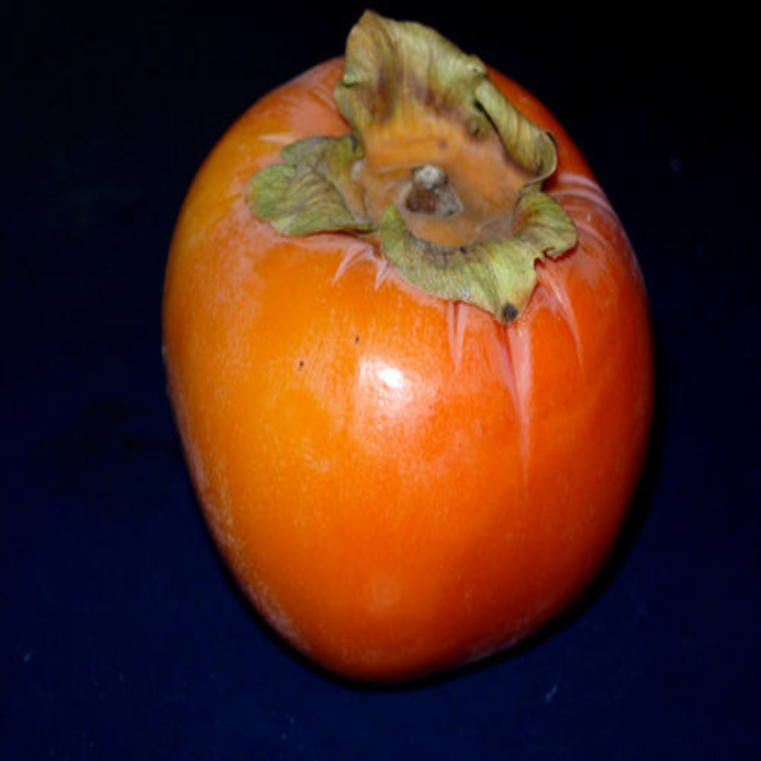 Hana Fuyu Japanese Persimmon