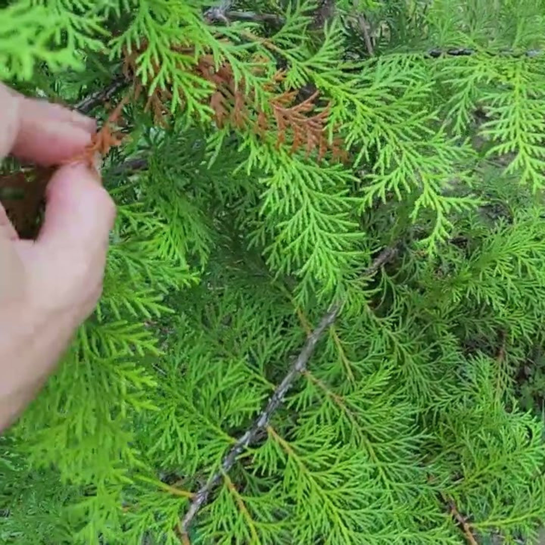 Southern Lace False Cypress