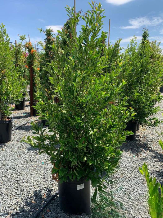 Cherry Laurel Compacta