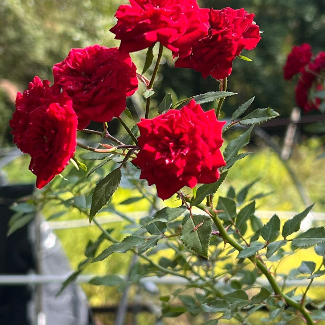 My Valentine Miniature Rose