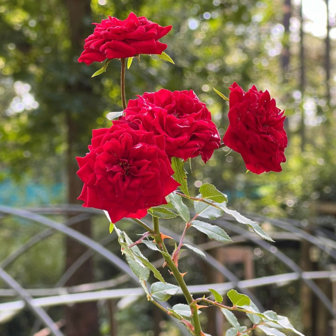 My Valentine Miniature Rose