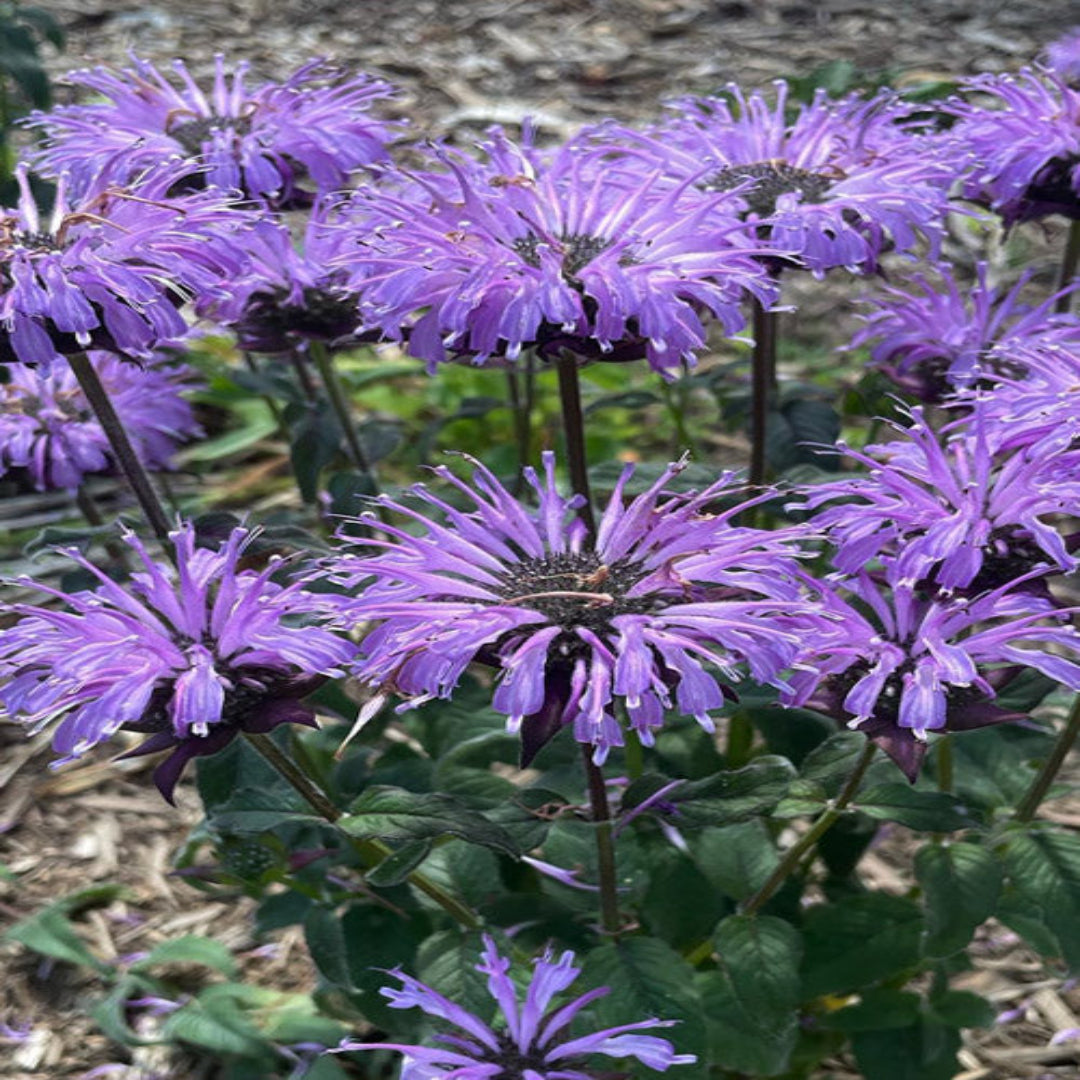 Monarda Sugar Buzz &