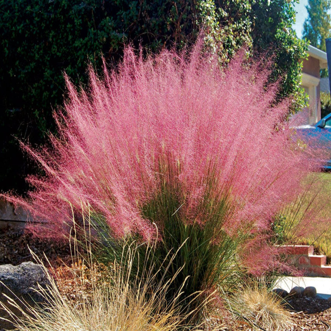 Muhlenbergia Capillaris Pink Muhly Grass