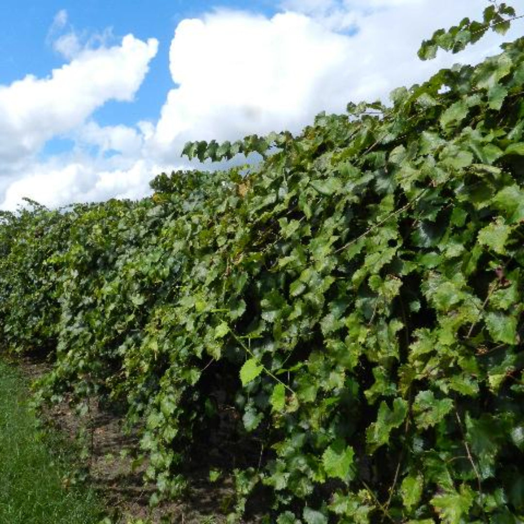 Southland Muscadine Grape Vine Shrub