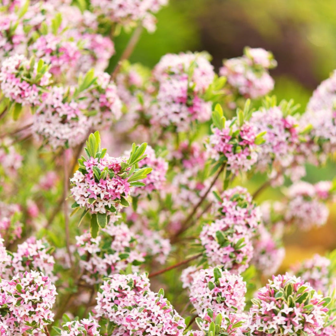 Daphne, Marginated Pink, (Fall/Winter Blooming) Extremely Fragrant Pink Blooms