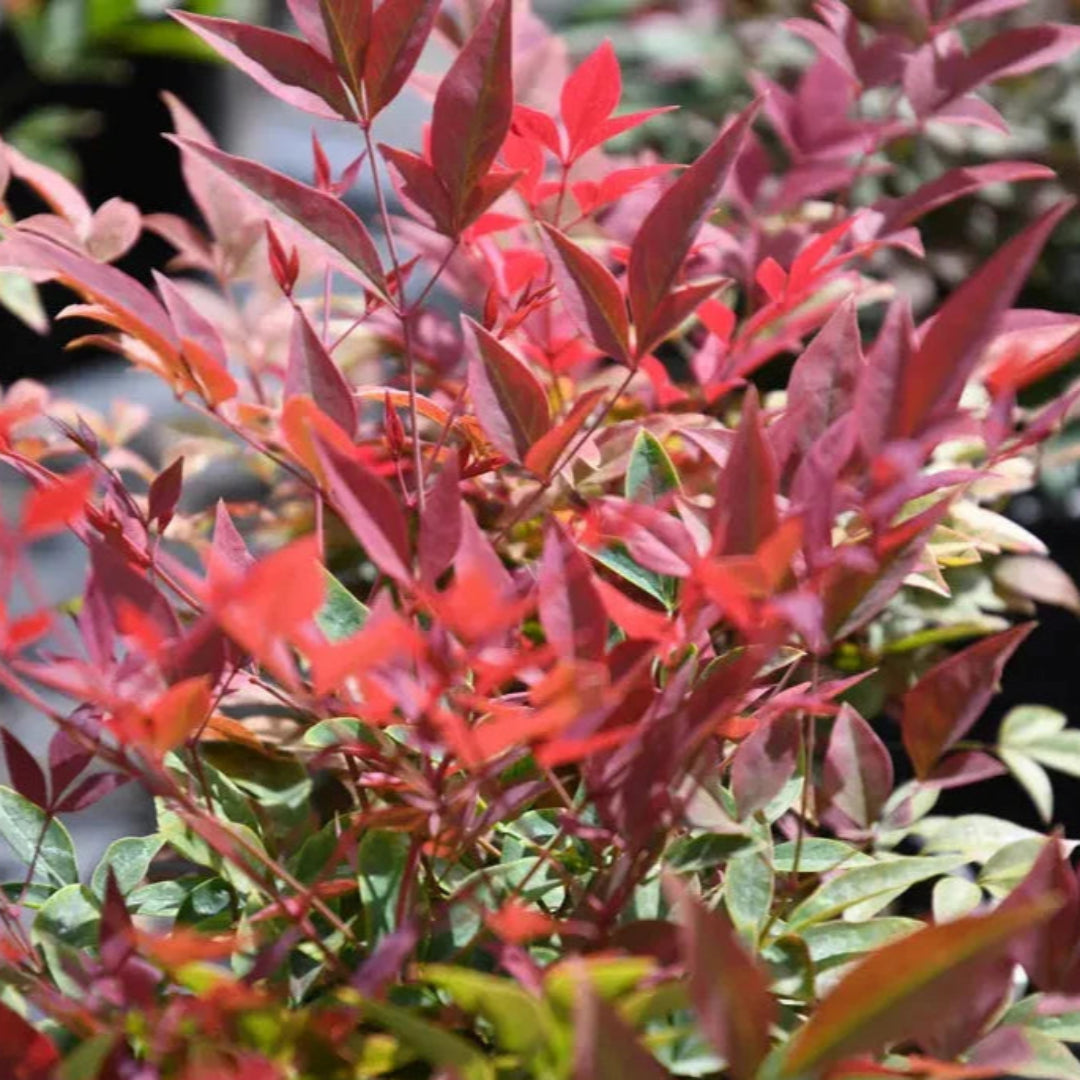 Obsession Nandina domestica &