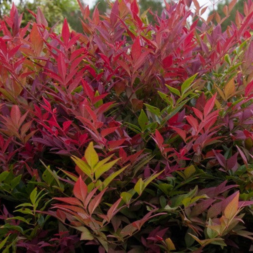 Obsession Nandina domestica &