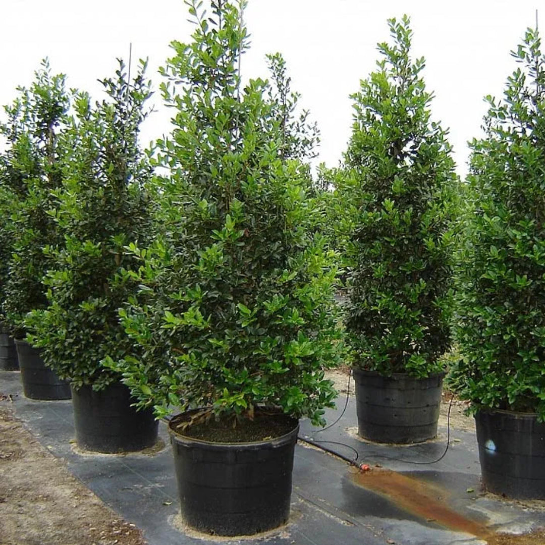 Nellie R Stevens Holly Plant