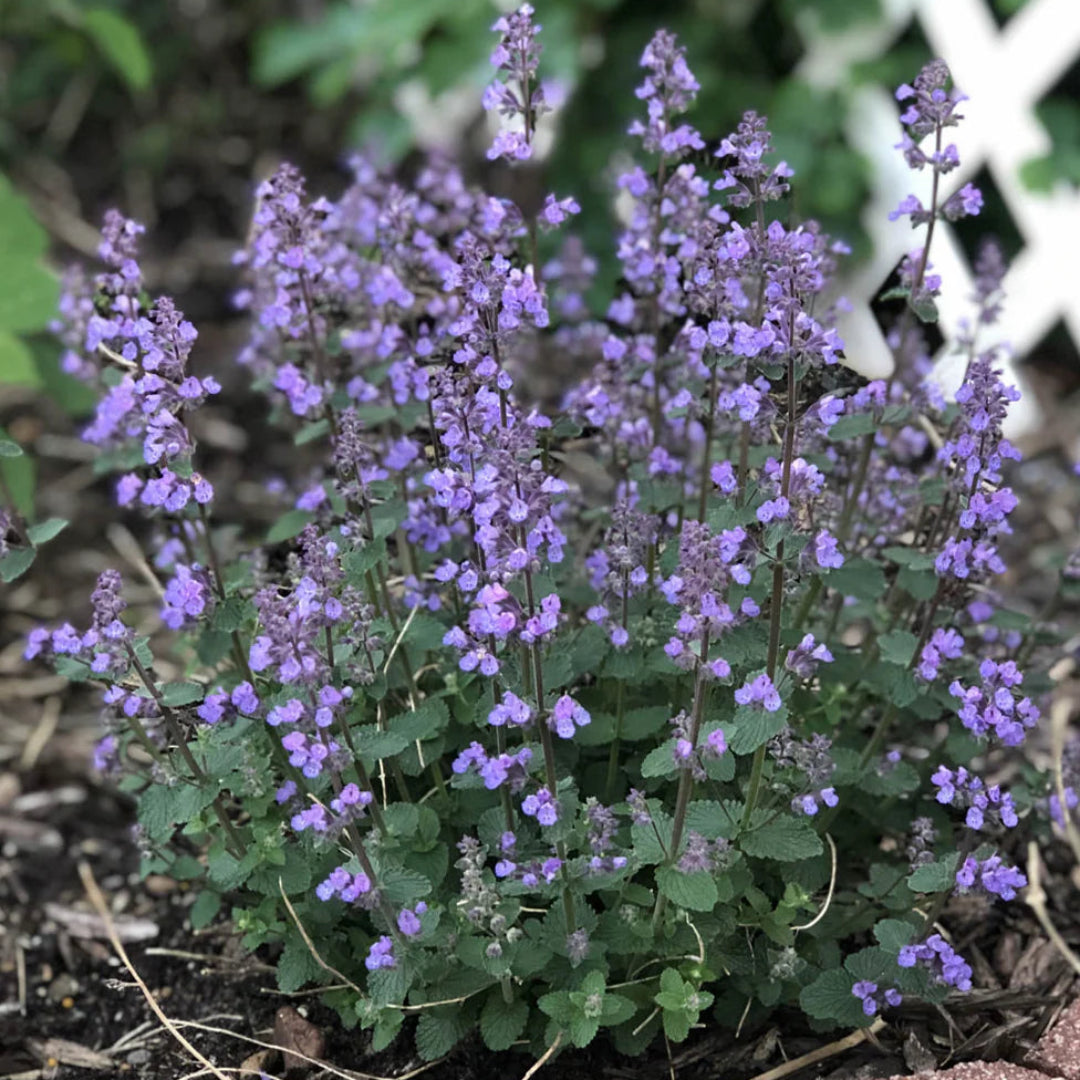 Nepeta faasserii &