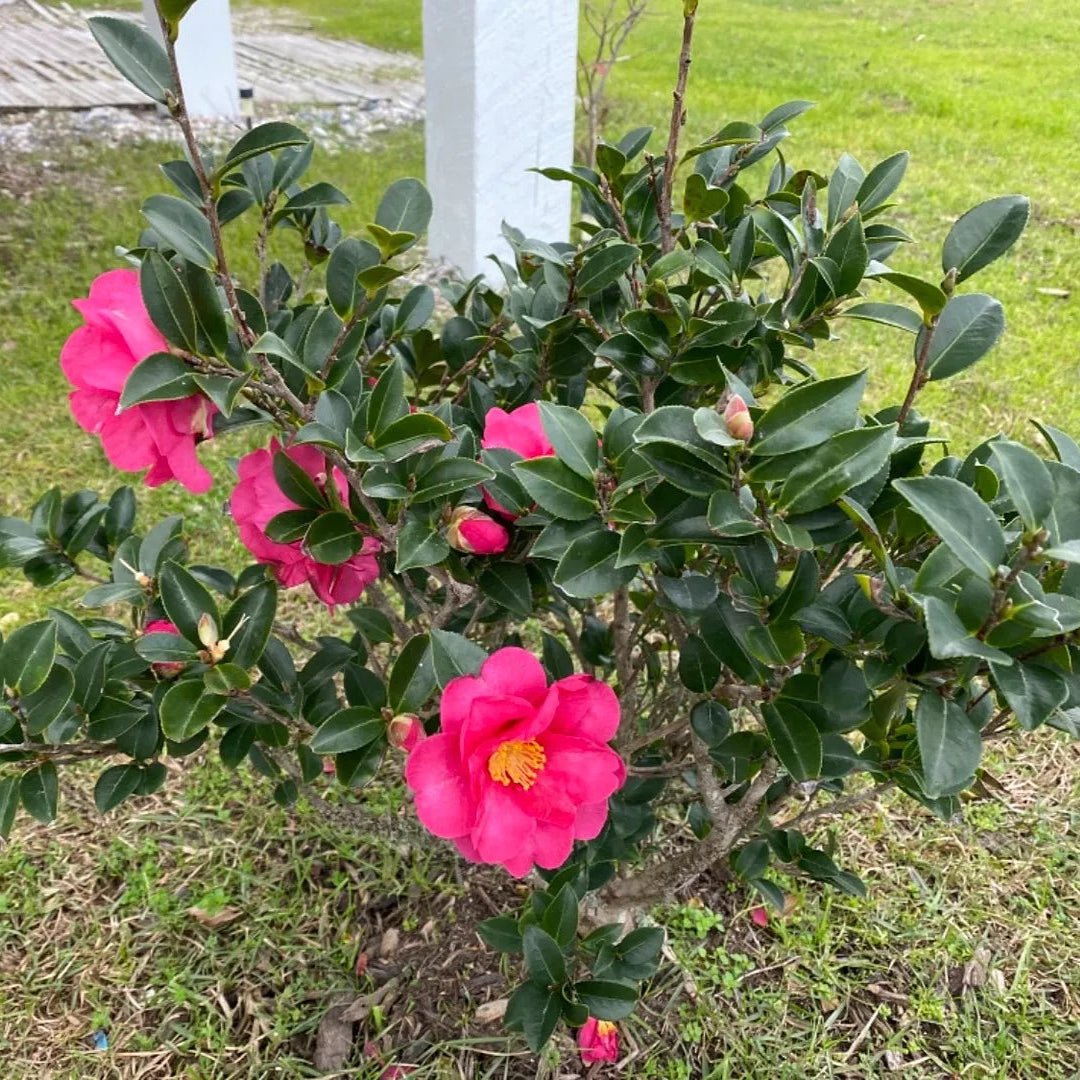 Camellia Alabama Beauty