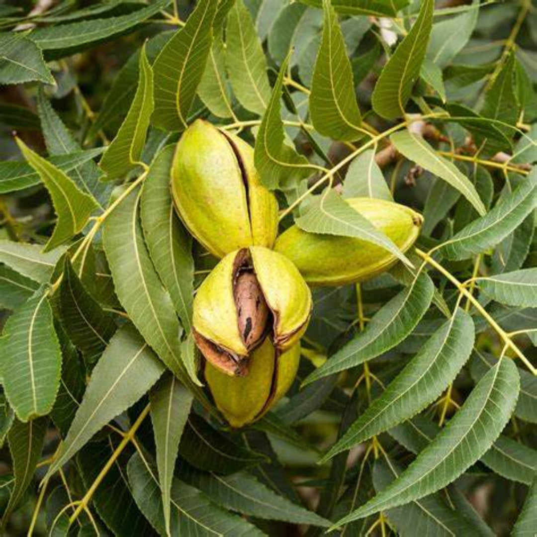 Pawnee Pecan Trees Produce a Large Nut That Has a Medium Soft Papershell.