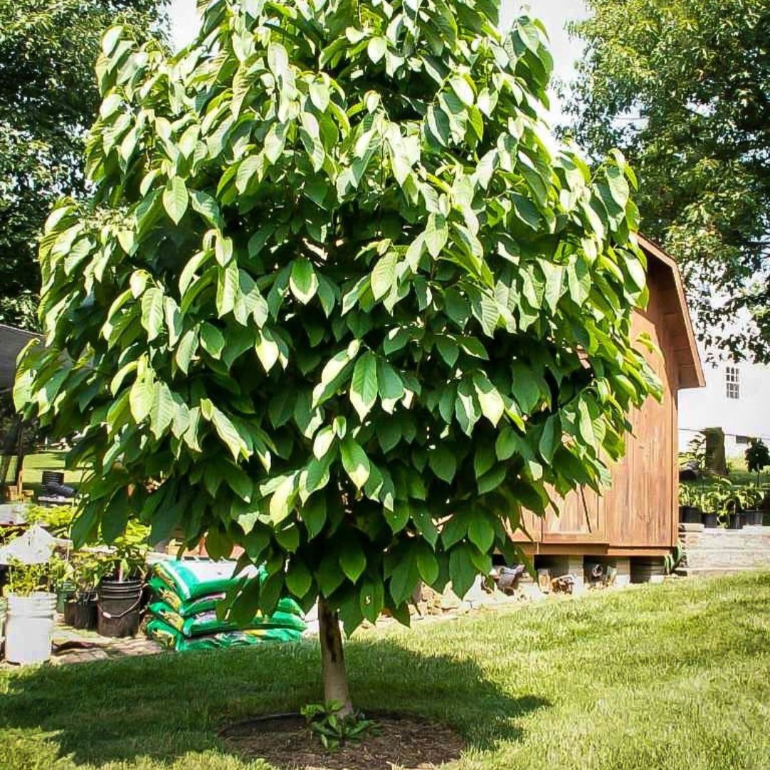 Pawpaw Tree