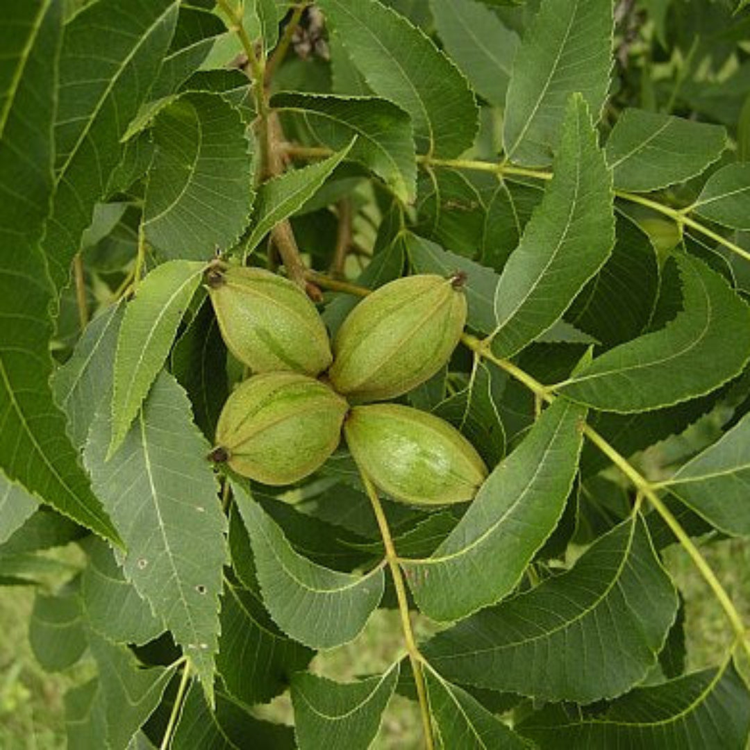 Creek Pecan Trees