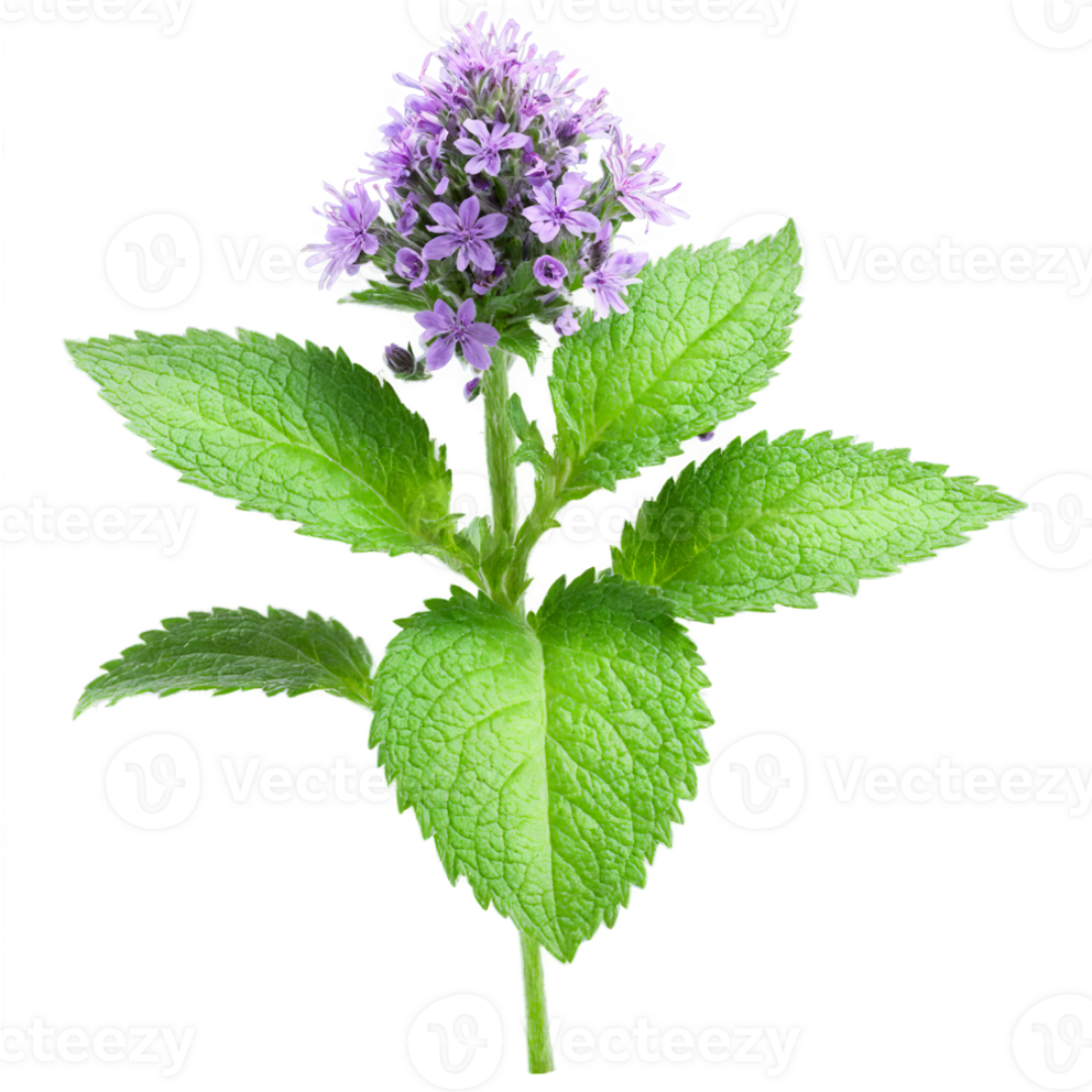 Herb: Mint, Peppermint, Scented Leaves with Tiny Lavender Flowers