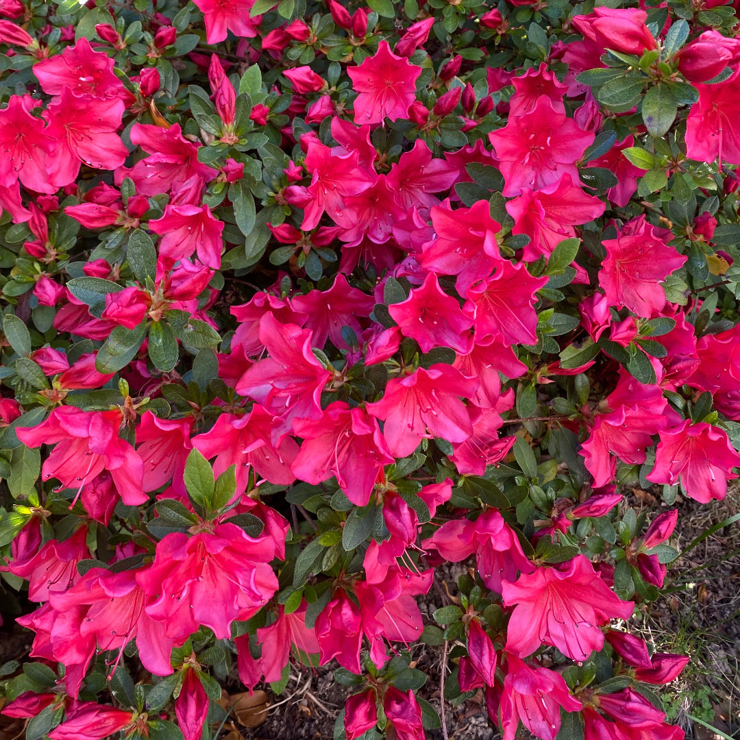 Perfecto Mundo Red Reblooming Azalea