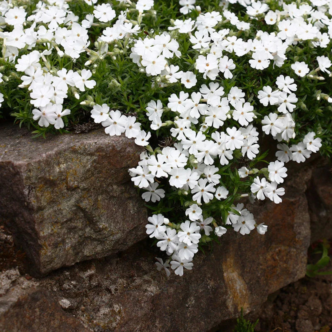 Phlox subulata &
