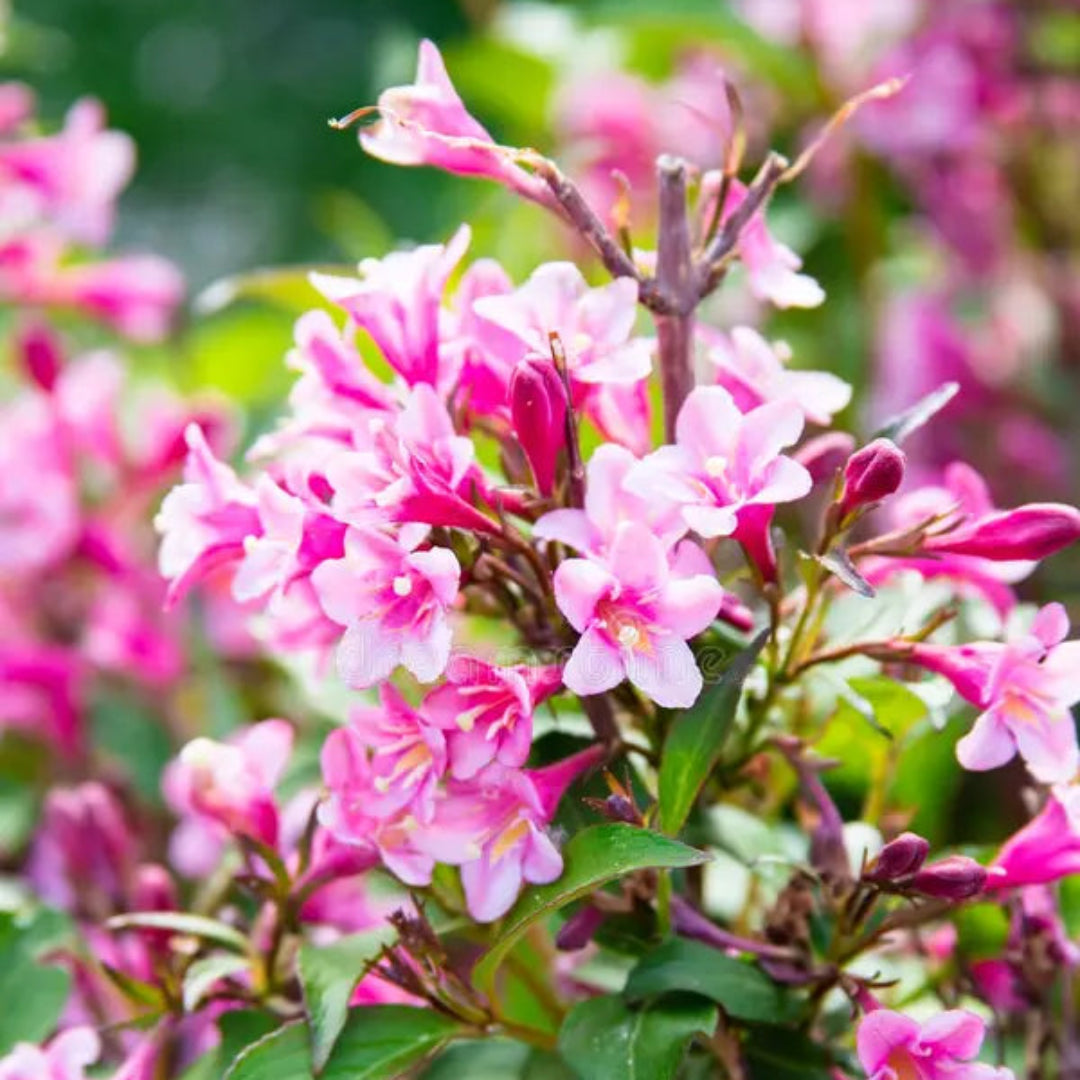 Pink Weigela Tree