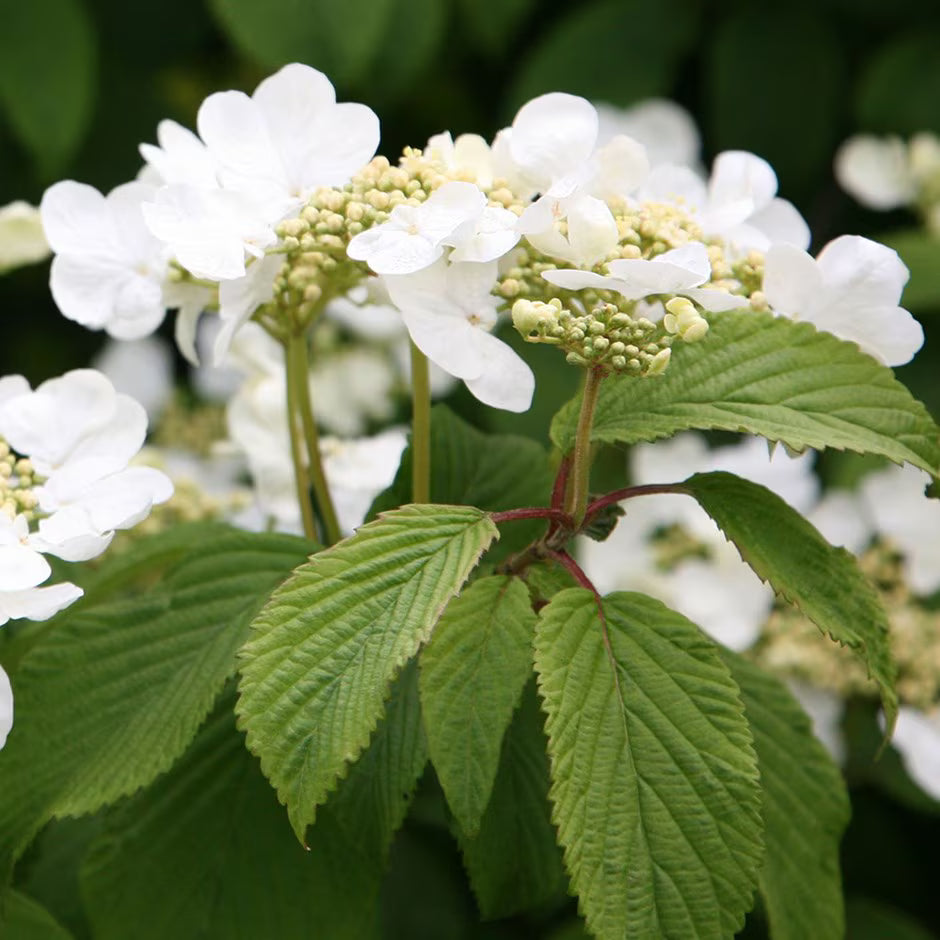 Japanese Snowball Viburnum Shrub