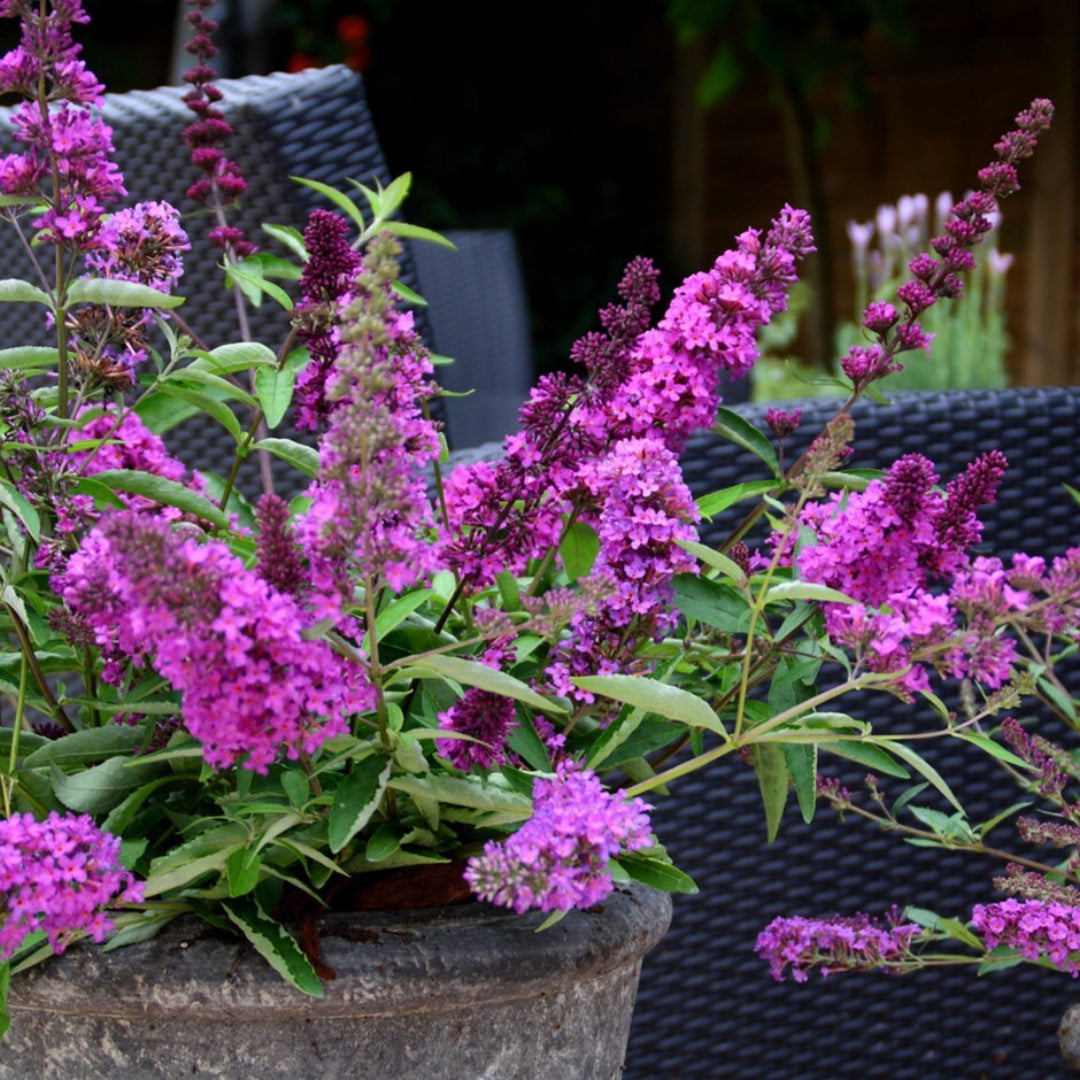 Tutti Frutti Butterfly Bush