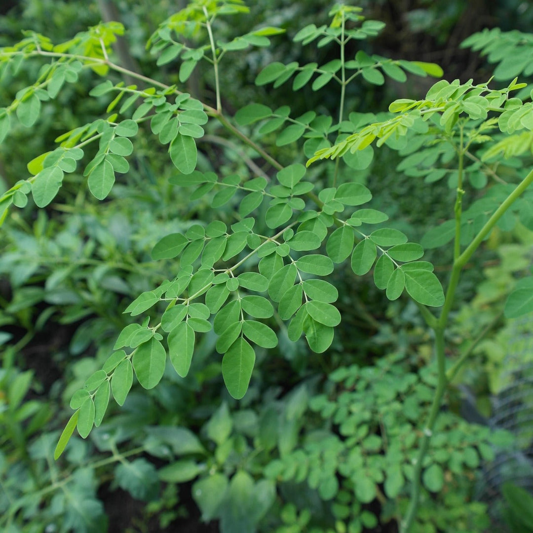 Drumstick Tree - Moringa Oleifera