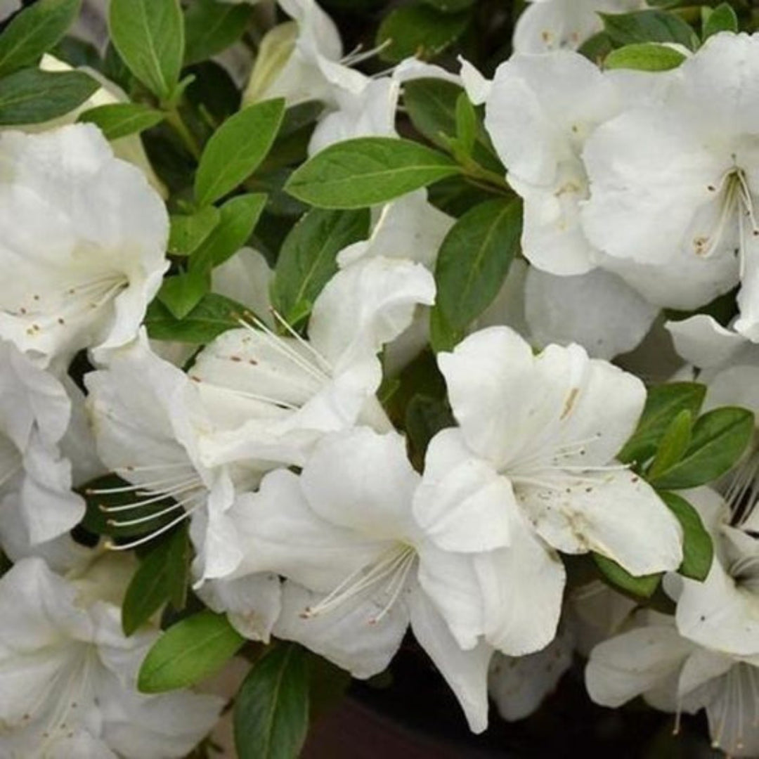 Autumn Ivory Encore Azalea