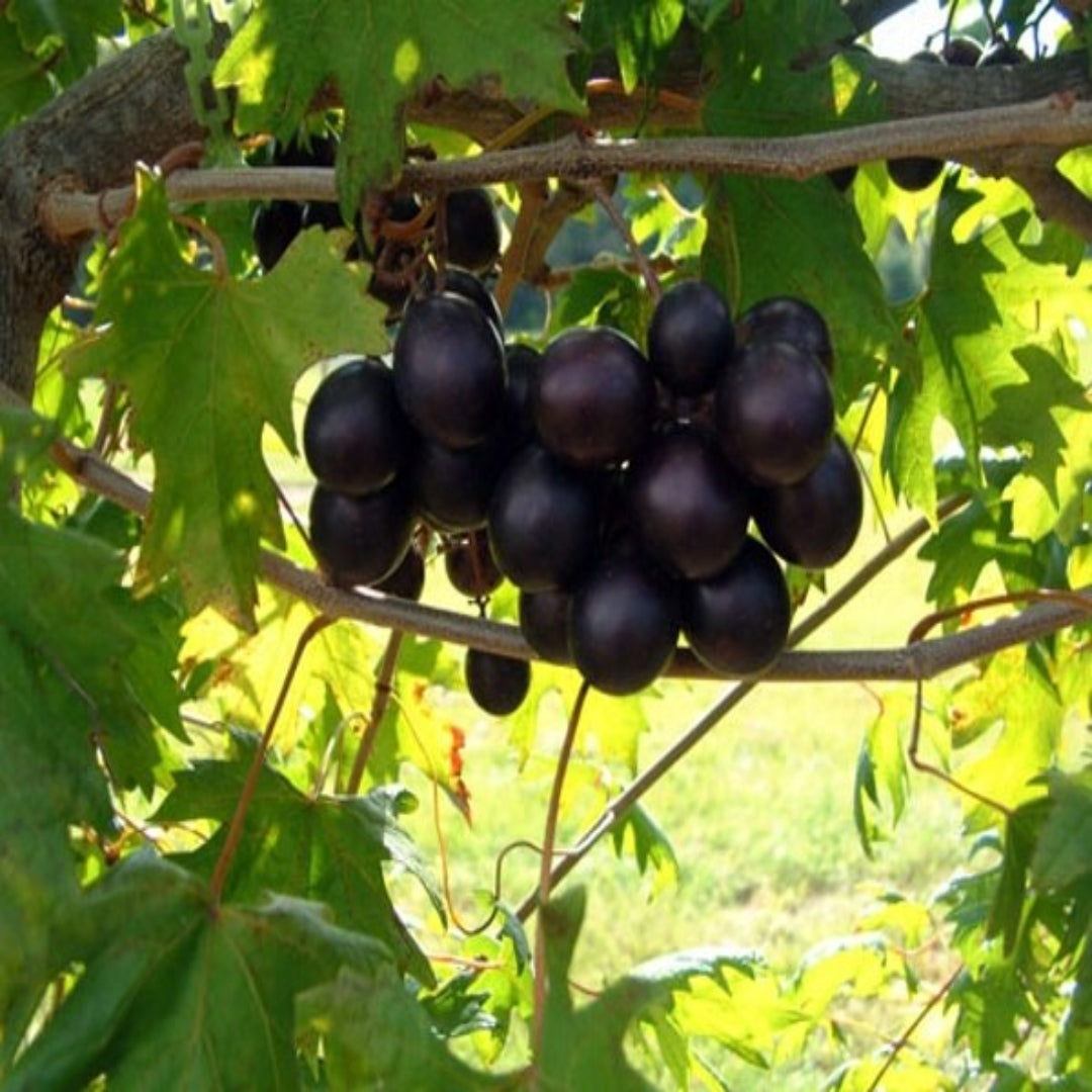 Noble Muscadine Grape Vine