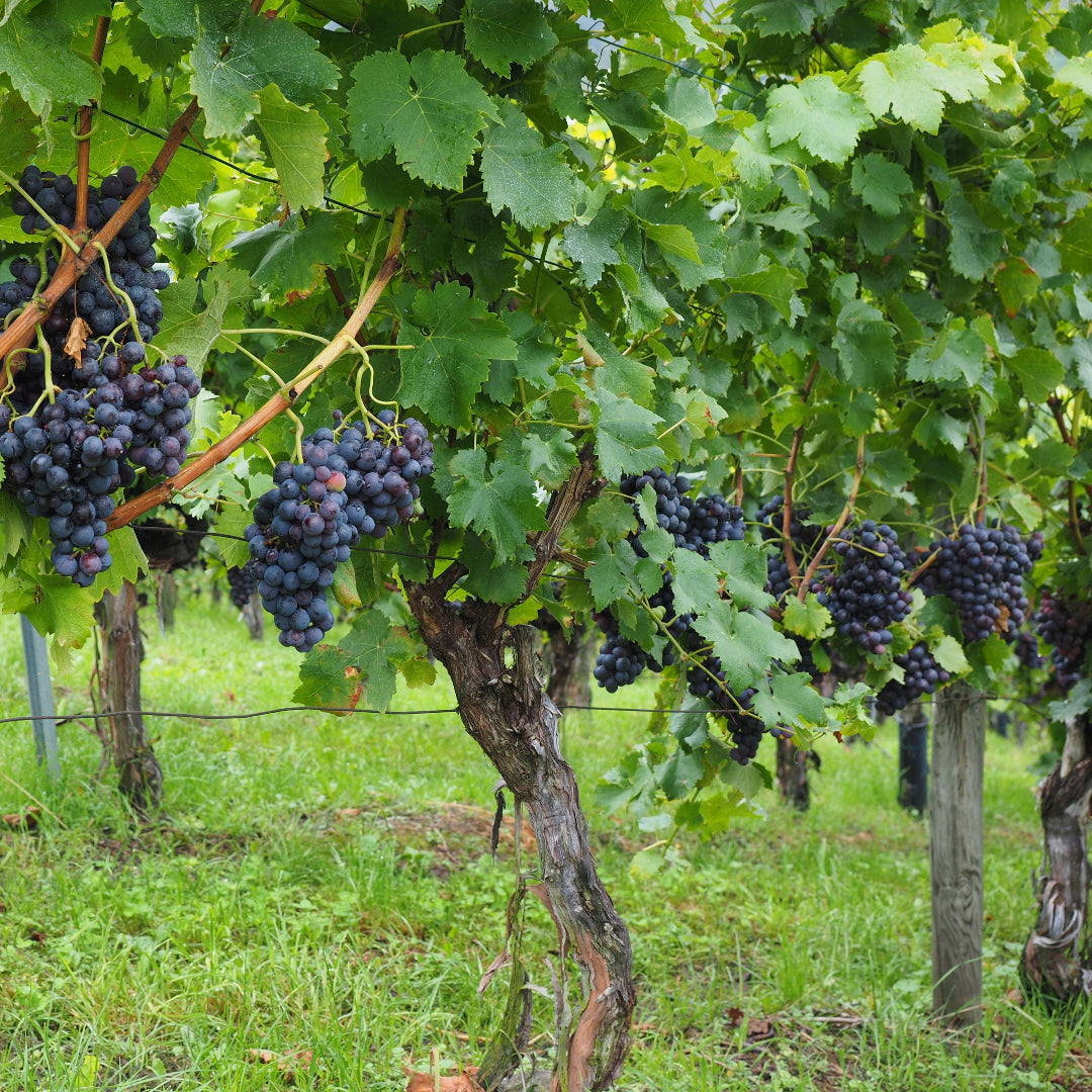 Champanelle Grape Vine